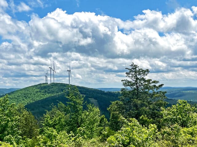 Forest wind cover image