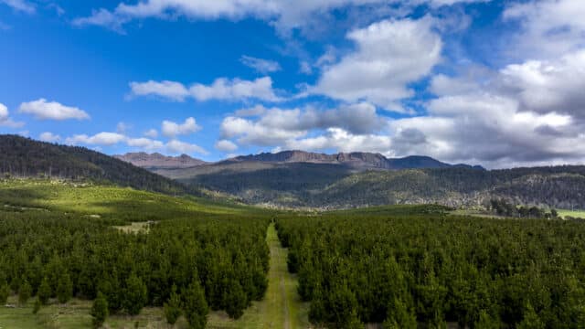 Australian forest