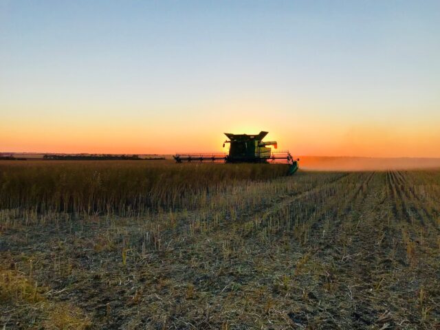 Harvest canola