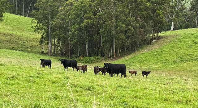 Mcphee asset 2 cropped