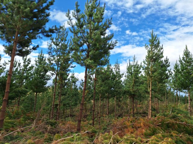 Taieri forests limited